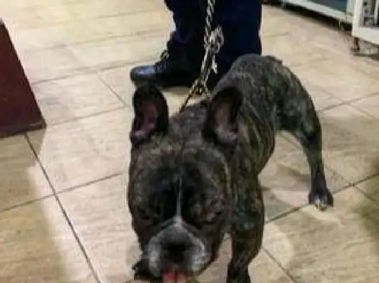 He ran into the police station and tied him up with his feet
