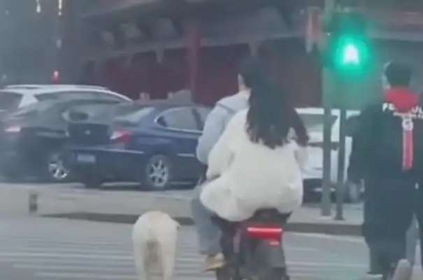 The owner rides the electric car, the big dog, and the filmmaker,