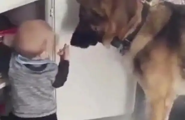 The smart dog lets the baby steal the dog's food, the master steals it, and the dog cries