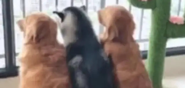 Two ha and golden hair suddenly turned honest and looked up and laughed, dog: Don't move