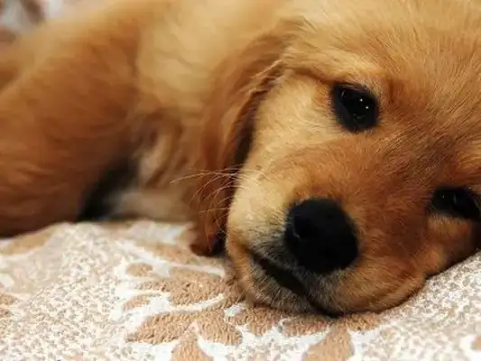 The Yandy dogs are on the ground, Yang's mother cleans up, and the smell is too real