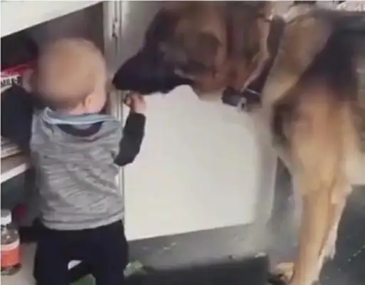 The smart dog lets the baby steal the dog's food, the master steals it, and the dog cries