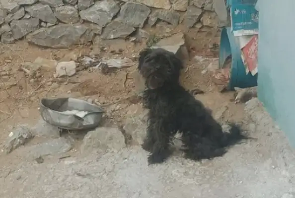 I picked up a stray dog and brought it home to understand that it was Teddy