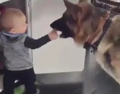 The smart dog lets the baby steal the dog's food, the master steals it, and the dog cries