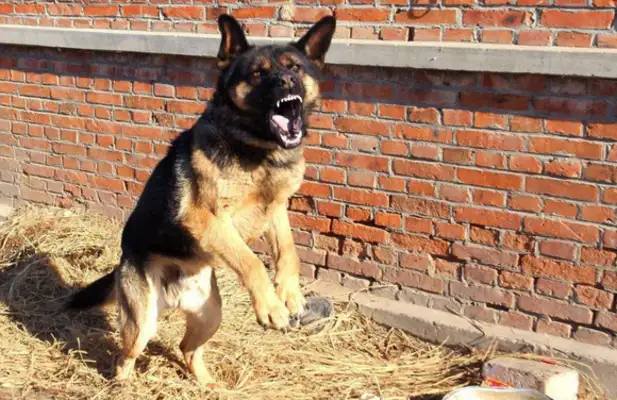 Wolves steal sheep from sheep dogs, the jackals meet and fight immediately, and the camera records are rare