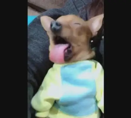 Dogs have gone to sleep at night, their tongues have been lengthened