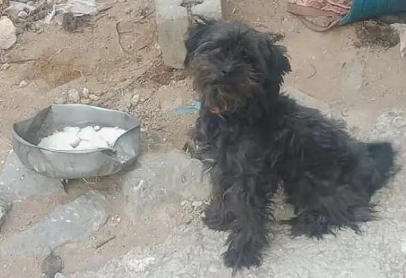 I picked up a stray dog and brought it home to understand that it was Teddy