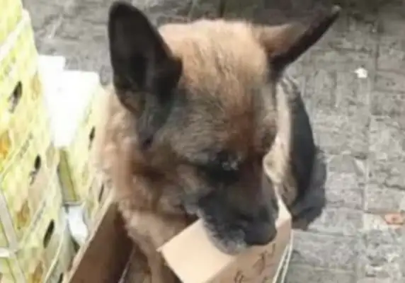 Dogs save money for their masters, follow their masters to sell, sit in front of the stalls and attract consumers