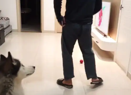The owner pretends to be a down-to-down test dog, but the three doggies don't give a shit: this is sick again