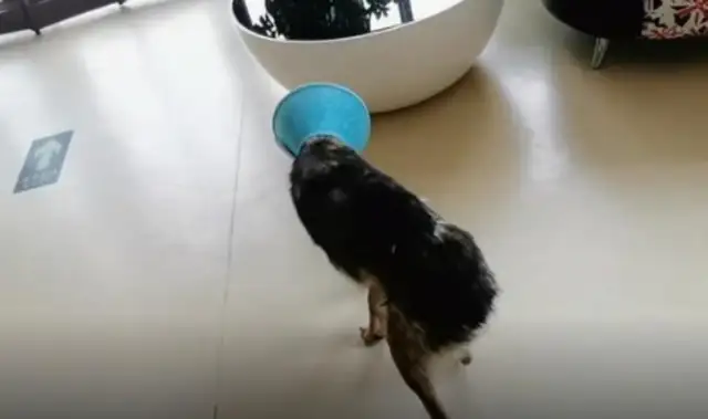 Shandong: Helping a stray dog who has been cut in the back
