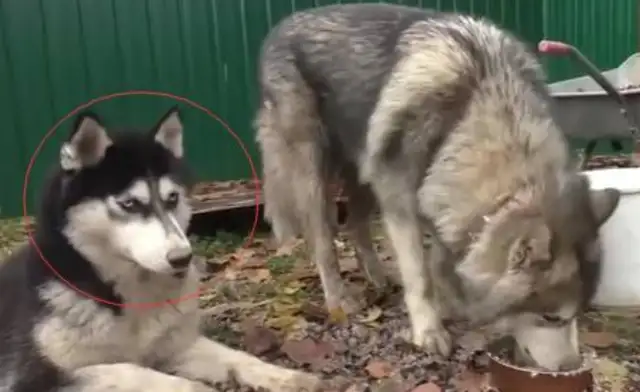 Haskee fucked the wolf, and the baby grew like this
