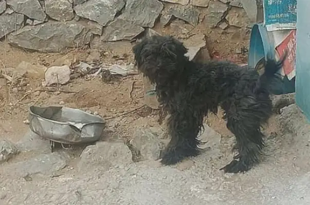 I picked up a stray dog and brought it home to understand that it was Teddy