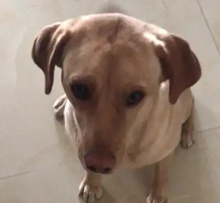 The owner shaved Labrador, the dog was angry with the wall, the dog: I don't want face