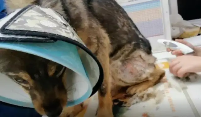 Shandong: Helping a stray dog who has been cut in the back