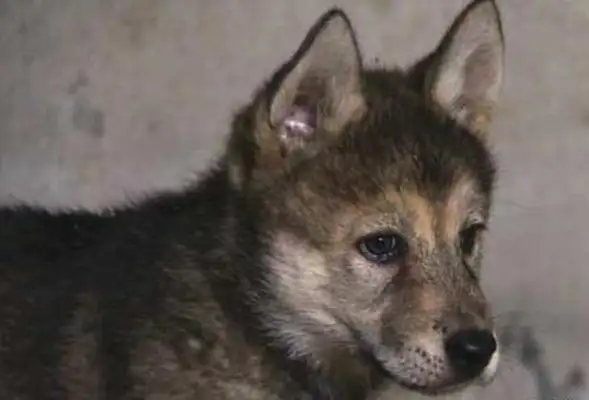 Haskee fucked the wolf, and the baby grew like this