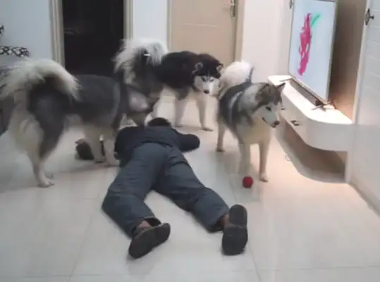The owner pretends to be a down-to-down test dog, but the three doggies don't give a shit: this is sick again