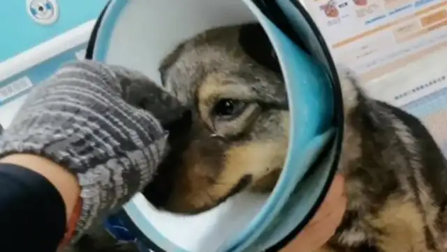 Shandong: Helping a stray dog who has been cut in the back