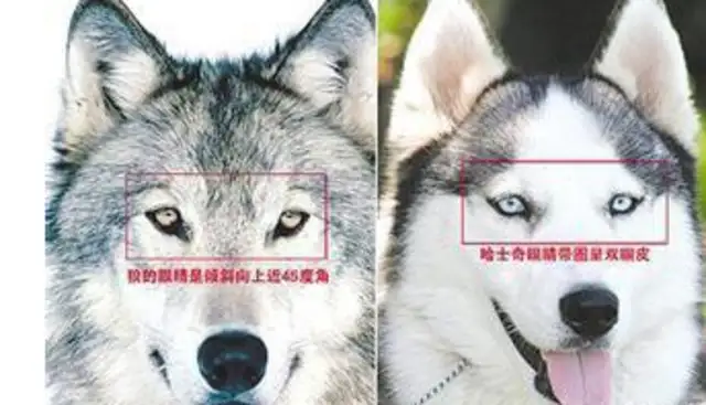 Haskee fucked the wolf, and the baby grew like this