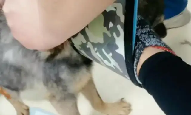 Shandong: Helping a stray dog who has been cut in the back