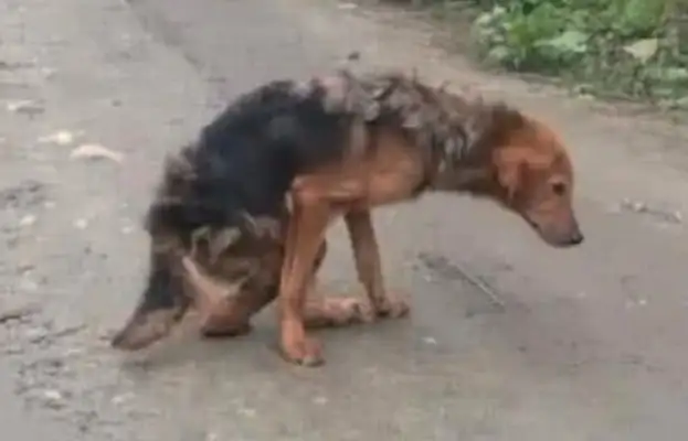The rural stray dog was blown up in the pot, and the driver came closer and decided to save it