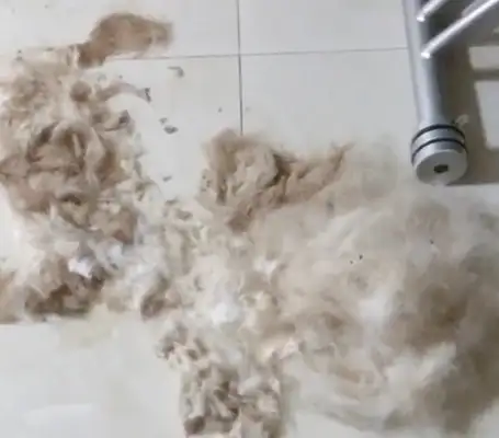 The owner shaved Labrador, the dog was angry with the wall, the dog: I don't want face