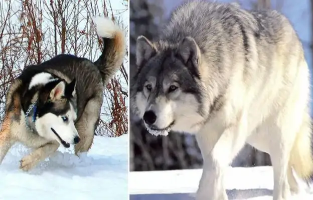 Haskee fucked the wolf, and the baby grew like this