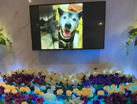 One month after the dog died, the master's 18-year habit was not changed: I miss it so much