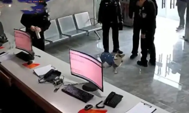 There's a dog in the police station, all around the police: Where's the cutie