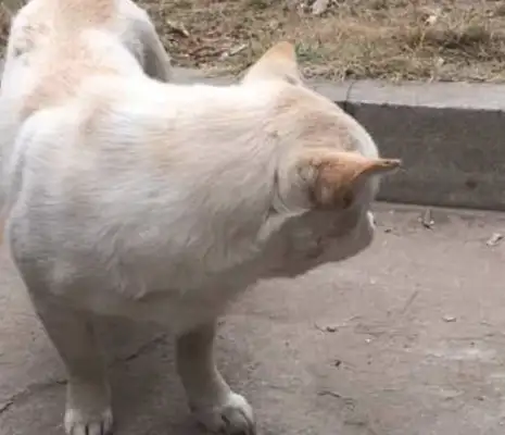 when the dog showed up, the woman gave him a few pieces of meat, and the dog turned into a cat