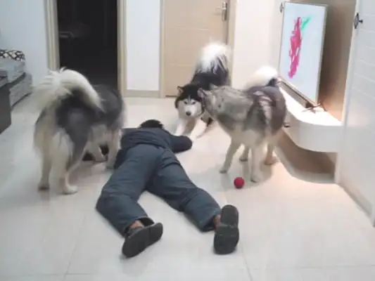The owner pretends to be a down-to-down test dog, but the three doggies don't give a shit: this is sick again