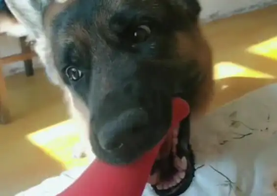 The master didn't want to go to bed, the dog bit his feet hard, and his heart refused