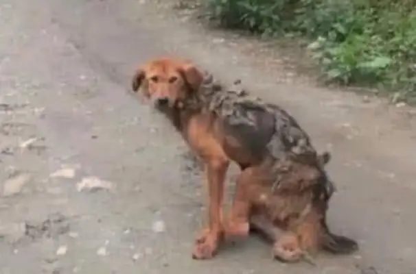 The rural stray dog was blown up in the pot, and the driver came closer and decided to save it