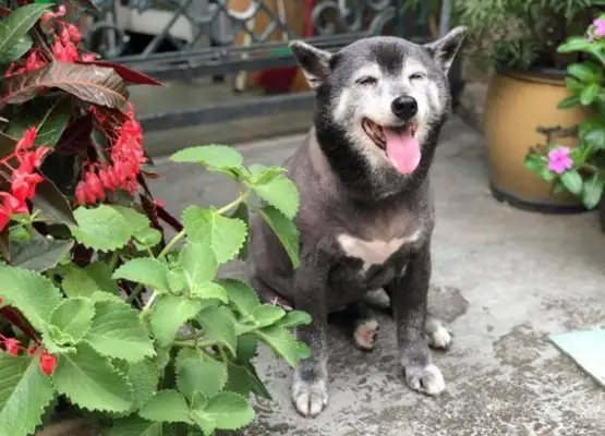 One month after the dog died, the master's 18-year habit was not changed: I miss it so much