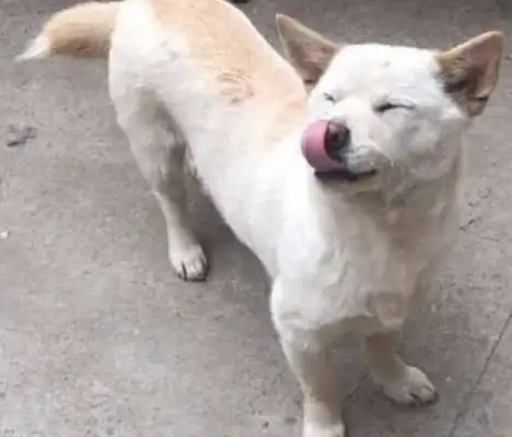 when the dog showed up, the woman gave him a few pieces of meat, and the dog turned into a cat