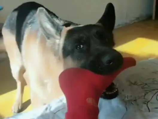 The master didn't want to go to bed, the dog bit his feet hard, and his heart refused