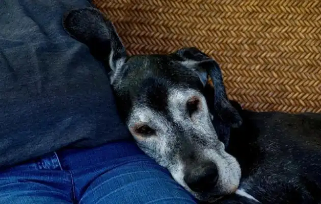 One month after the dog died, the master's 18-year habit was not changed: I miss it so much