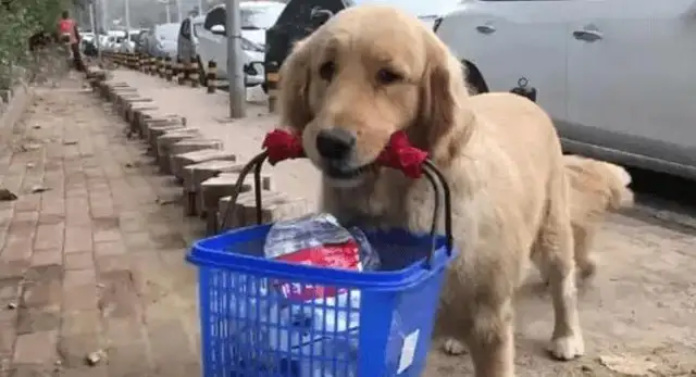 When a woman takes a stray dog in, the master collects the bottles to make a living