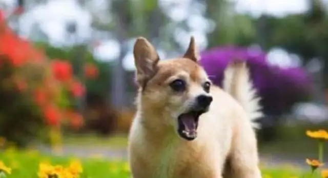 Why is a dog yelling at air for no reason? It's 5 o'clock. You'll see