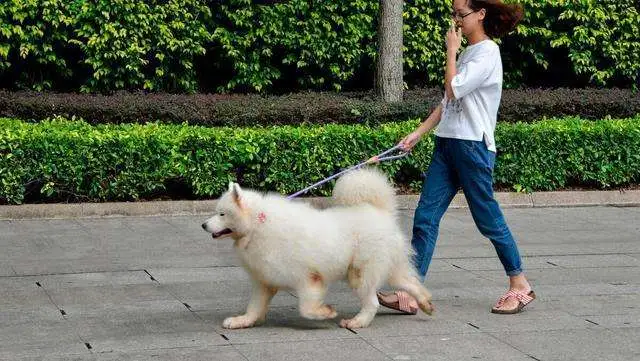Walking a dog is not a rope. It's actually hurting a dog