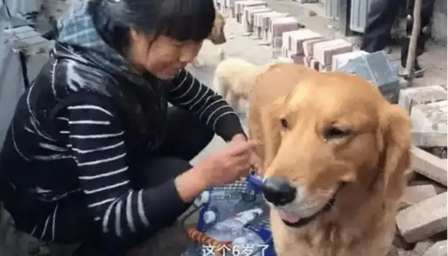 When a woman takes a stray dog in, the master collects the bottles to make a living