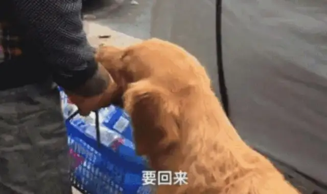 When a woman takes a stray dog in, the master collects the bottles to make a living