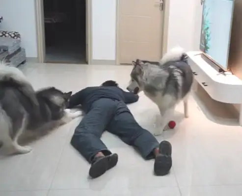 The owner pretends to be a down-to-down test dog, but the three doggies don't give a shit: this is sick again