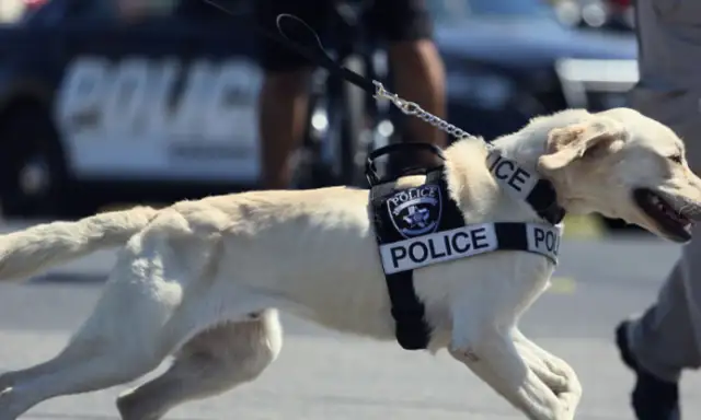 When a dog sees a dog, do you think it's the police