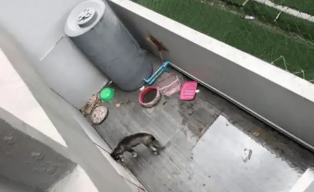 Men are closing their windows to see the dog under the balcony, but they're angry