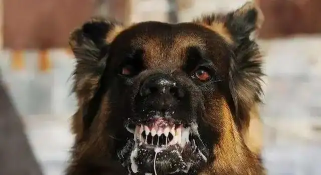Watch out! Don't ignore it. It's all a sign of rabies