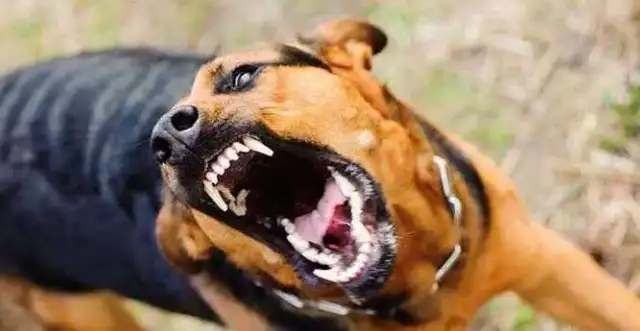 Watch out! Don't ignore it. It's all a sign of rabies