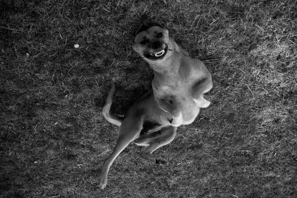 Watch out! Don't ignore it. It's all a sign of rabies