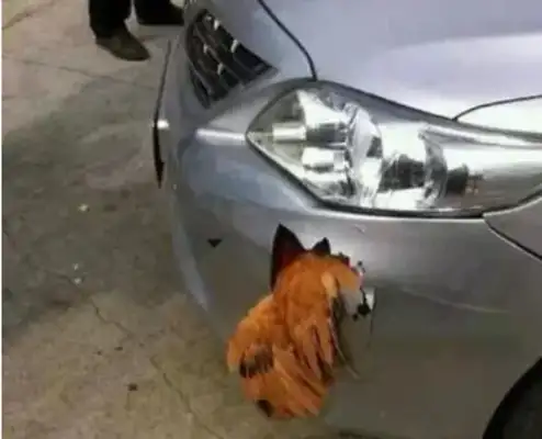Did you hit the dog? Or hide? 90% of all drivers do wrong? If you're serious, you lose