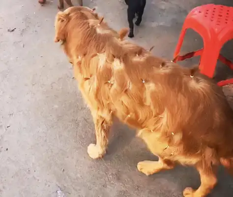 Blondie goes to the neighbor next door and she's covered with little girls. Dog: Do you think I'm pretty
