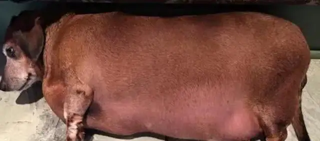 Weenies weigh 34 pounds and are fat enough to drag their stomachs to the ground